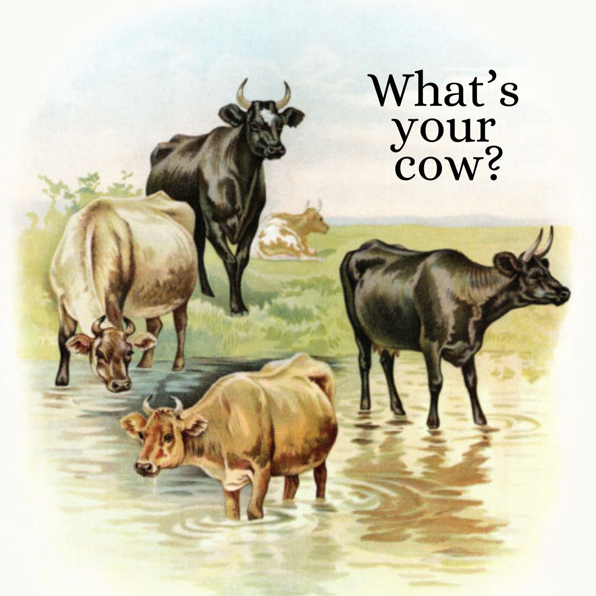 Five cows in a field