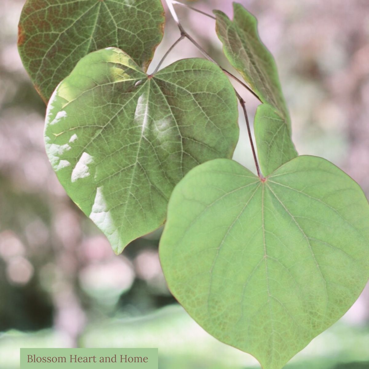 green leaves on tree